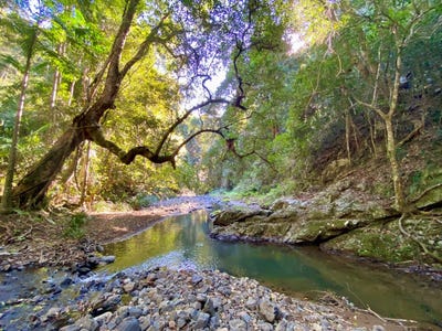 /international/au/240-browns-road-kidaman-creek-qld-204669652/