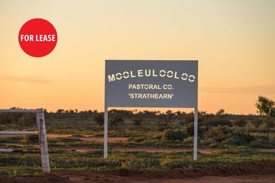 /international/au/-mooleulooloo-strathearn-station-kalabity-road-cockburn-sa-700416212/