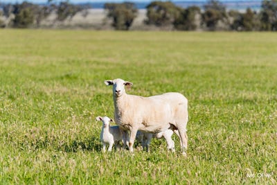 /international/au/kamarah-road-narrandera-nsw-700401636/