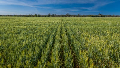 /international/au/440-gundong-road-tomingley-nsw-700428144/