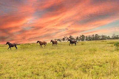 /international/au/3-1145-biddeston-southbrook-road-southbrook-qld-700403164/