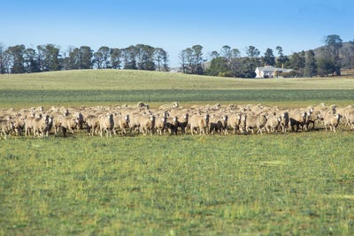 /international/au/7651-monaro-highway-cooma-nsw-700408408/