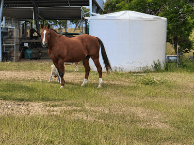 /international/au/2-101-morgan-street-kabra-road-kabra-qld-700405388/