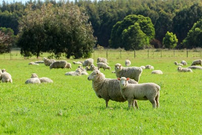 /international/au/183-peters-road-tyrendarra-vic-700428604/