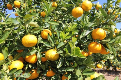 /international/au/0-selma-road-pilot-farm-road-emerald-qld-700413096/