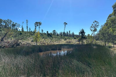 /international/au/452-ribbon-gum-road-braidwood-nsw-700362344/