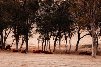 /international/au/20-peters-road-meringandan-west-qld-204307284/