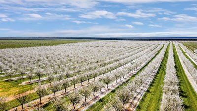 /international/au/85-golledge-road-monash-sa-700427376/