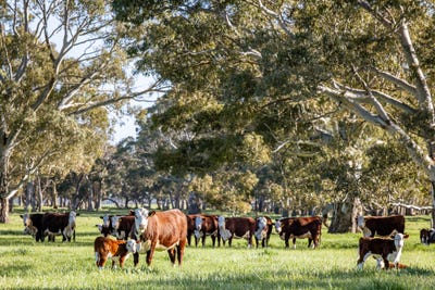/international/au/968-crooked-lane-bool-lagoon-sa-700426988/
