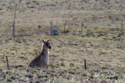 /international/au/112-tarrawingee-road-mumbil-nsw-204527560/