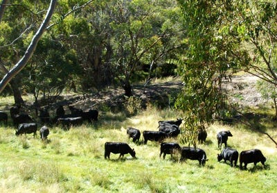/international/au/507-harolds-cross-road-braidwood-nsw-700403888/
