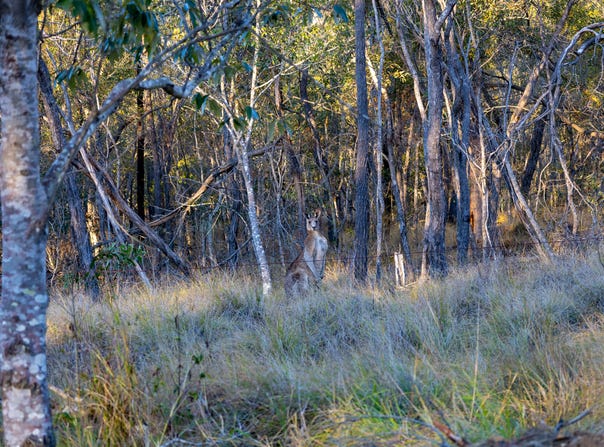 (Lot 13) - 45 Walkers Rd, Ballogie, Qld 4610