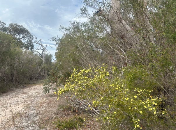 31 Silvereye Road, North Boyanup, WA 6237
