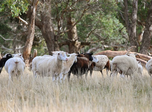 2585 Burraga Road, Burraga, NSW 2795
