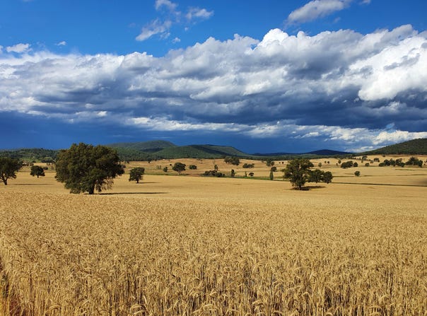 Kurrajong Valley, 236  Wild Lane, Parkes, NSW 2870