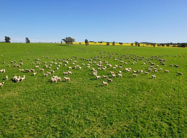 Upside Farm, 104 Flowerdale Road, Wagga Wagga, NSW 2650