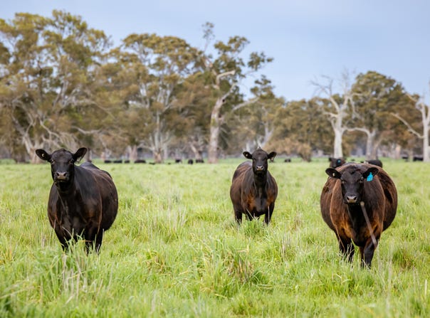 122 Blight Road, Penola, SA 5277