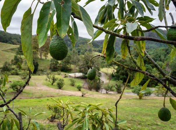 81 Harwood Road, Burringbar, NSW 2483