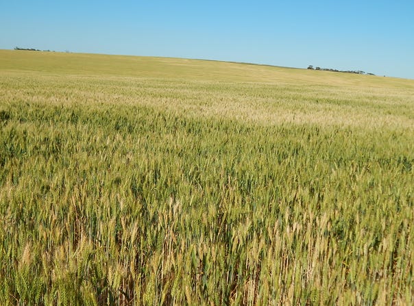 Carrapee Hill Rd, Darke Peak, SA 5642