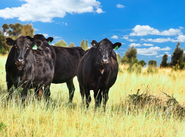 " Kooringa ", Roma, Qld 4455