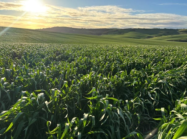 Lot 5 McAvaney Lane, Whites Flat, SA 5607