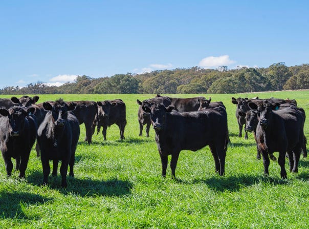 1744 Brawlin Road, Cootamundra, NSW 2590