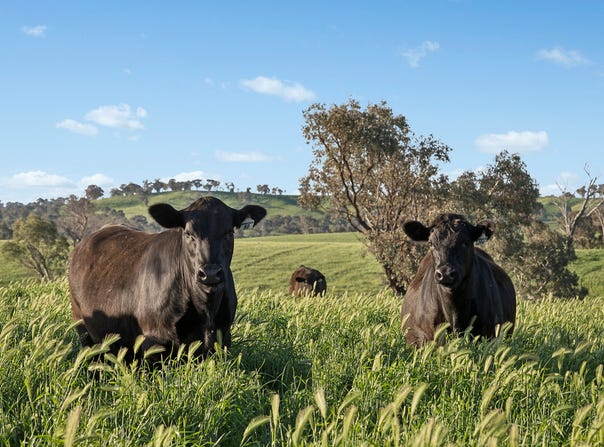 6294 Mitchell Highway, Molong, NSW 2866