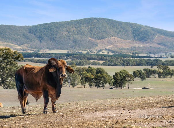 Lot 8 Ben Major Track, Mount Lonarch, Vic 3468
